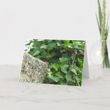 Ivy and Lichens - Martha's Vineyard