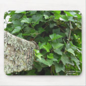Ivy and Lichens - Martha's Vineyard Mousepad (Vorne)