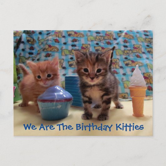 Ivy and Parker's Überraschung - Katze Geburtstag P Postkarte (Vorderseite)
