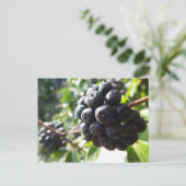 Ivy Berries Postcard Postkarte (Stehend Vorderseite)