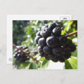 Ivy Berries Postcard Postkarte (Vorne/Hinten)