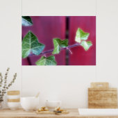Ivy Blätter Poster (Küche)