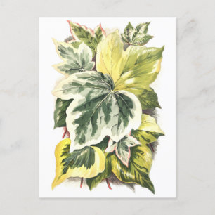Ivy Blätter Vintag Botanische Illustration Postkarte