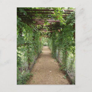 Ivy Covered Walkway Postkarte