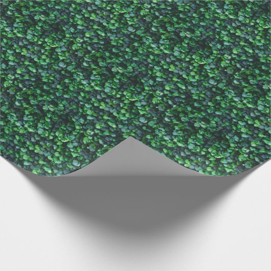 Ivy grüne Wand: natürliche Oberfläche. Geschenkpapier (Ecke)