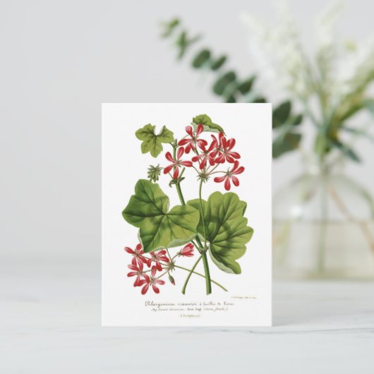Ivy-leaf Geranium Postkarte (Stehend Vorderseite)
