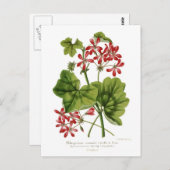 Ivy-leaf Geranium Postkarte (Vorne/Hinten)