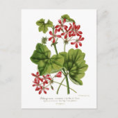 Ivy-leaf Geranium Postkarte (Vorderseite)