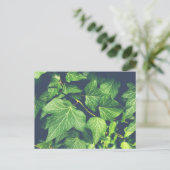 Ivy Leaf Green Blätter Postcard Postkarte (Stehend Vorderseite)