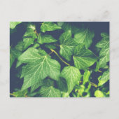 Ivy Leaf Green Blätter Postcard Postkarte (Vorderseite)
