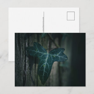 Ivy Leaf Nature Foto Feiertagspostkarte