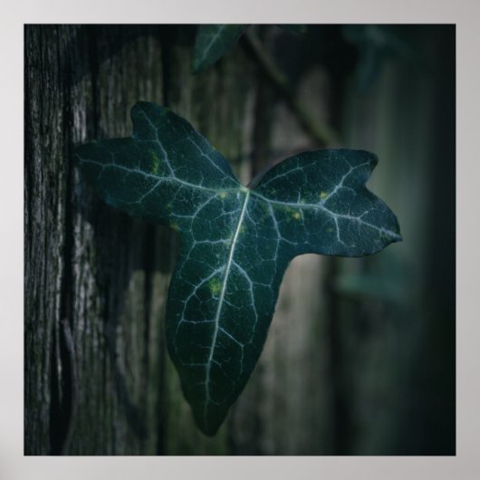 Ivy Leaf Nature Foto Poster (Vorne)