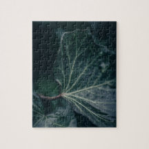 Ivy Leaf Nature Foto
