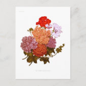 Ivy-leaved Pelargonium Postkarte (Vorderseite)