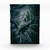 Ivy Nature Foto (Vorderseite)
