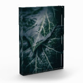 Ivy Nature Foto (Links)