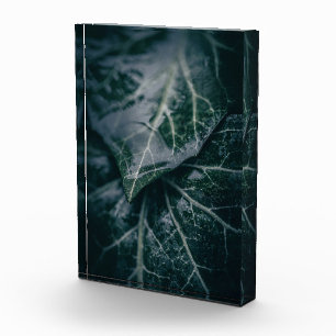 Ivy Nature Foto