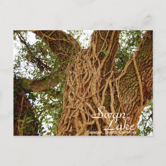 Ivy on Oak II Postkarte (Vorderseite)