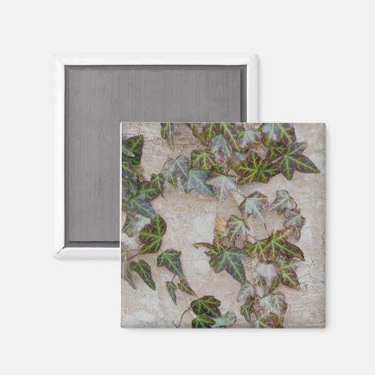 Ivy on Tree Trunk Magnet (Vorderseite/Rückseite)