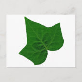 Ivy Postkarte (Vorderseite)