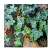 Ivy und Felsstein Fliese (Vorderseite)