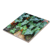 Ivy und Felsstein Fliese (Seite)