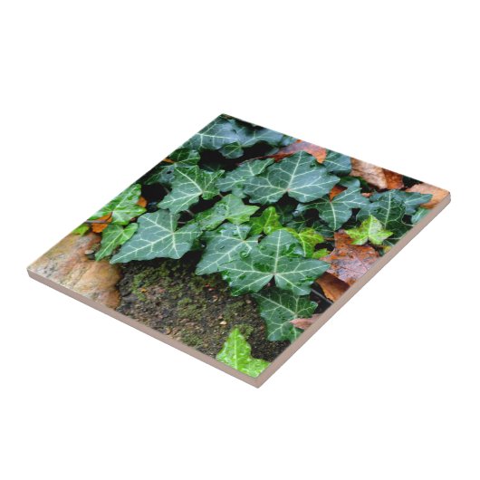 Ivy und Felsstein Fliese (Seite)