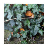 Ivy und Felsstein Fliese (Vorderseite)