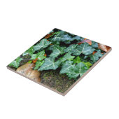 Ivy und Felsstein Fliese (Seite)