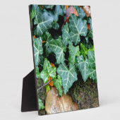 Ivy und Felsstein Fotoplatte (Seite)