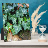 Ivy und Felsstein Fotoplatte (Seite)