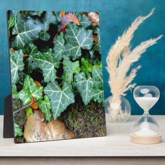 Ivy und Felsstein Fotoplatte (Seite)