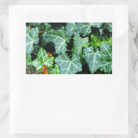 Ivy und Felsstein Rechteckiger Aufkleber (Tasche)