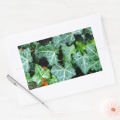 Ivy und Felsstein Rechteckiger Aufkleber (Umschlag)