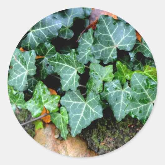 Ivy und Felsstein Runder Aufkleber (Vorderseite)