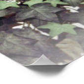 Ivy und Traubenschneide Poster (Ecke)