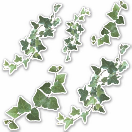 Ivy Variegated and English Ivy Vines and Blätter Aufkleber (Vorderseite)