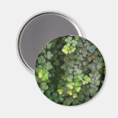 Ivy Vine 6 Magnet (Vorderseite/Rückseite)