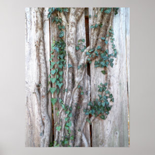 Ivy & Vines on Woods Fence Poster