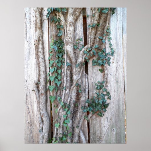 Ivy & Vines on Woods Fence Poster (Vorne)