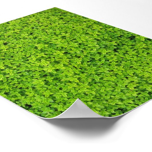 Ivy Wall Background Poster (Ecke)