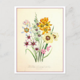 Ixia Botanische Illustration Vintag Postkarte