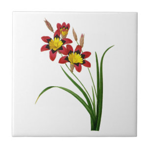 Ixia Tricolor durch Pierre Joseph Redoute Fliese