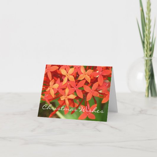 Ixora blüht Weihnachten Notecard (Vorderseite)
