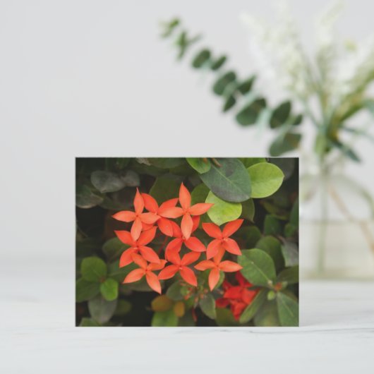 Ixora Coccinea - Rote Blume Postkarte (Stehend Vorderseite)