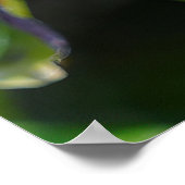 Ixora Pflanze Poster (Ecke)