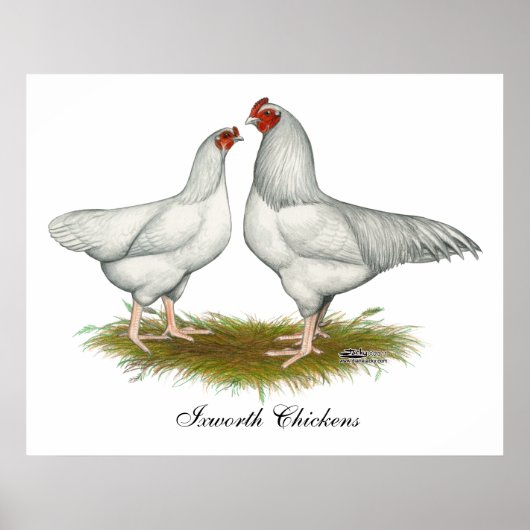 Ixworth Chickens Poster (Vorne)