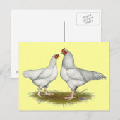 Ixworth Chickens Postkarte (Vorne/Hinten)