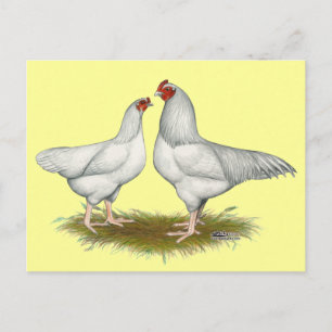 Ixworth Chickens Postkarte