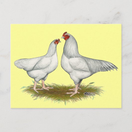 Ixworth Chickens Postkarte (Vorderseite)